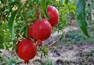 پیش بینی برداشت ۱۰ هزار تن انار از باغات انگوت