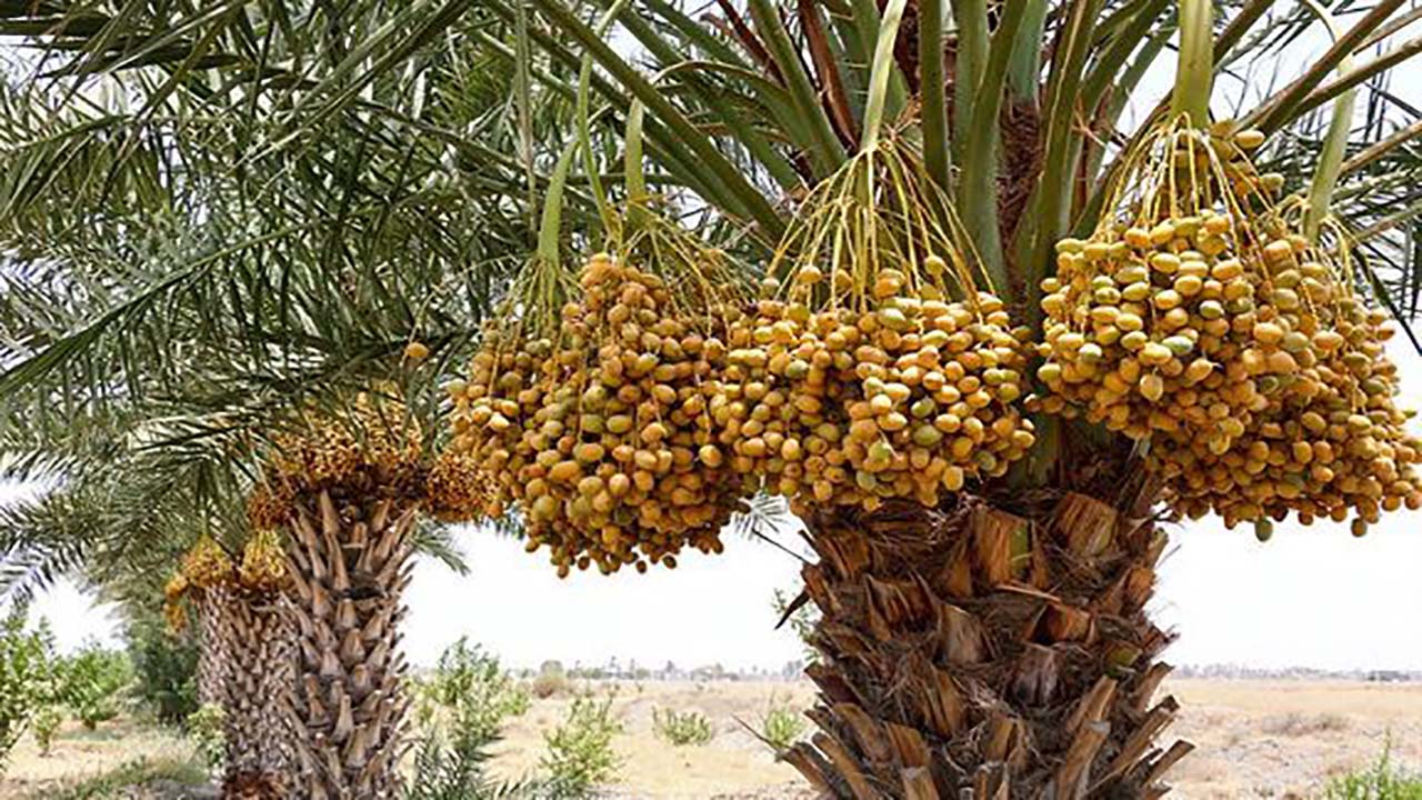 از