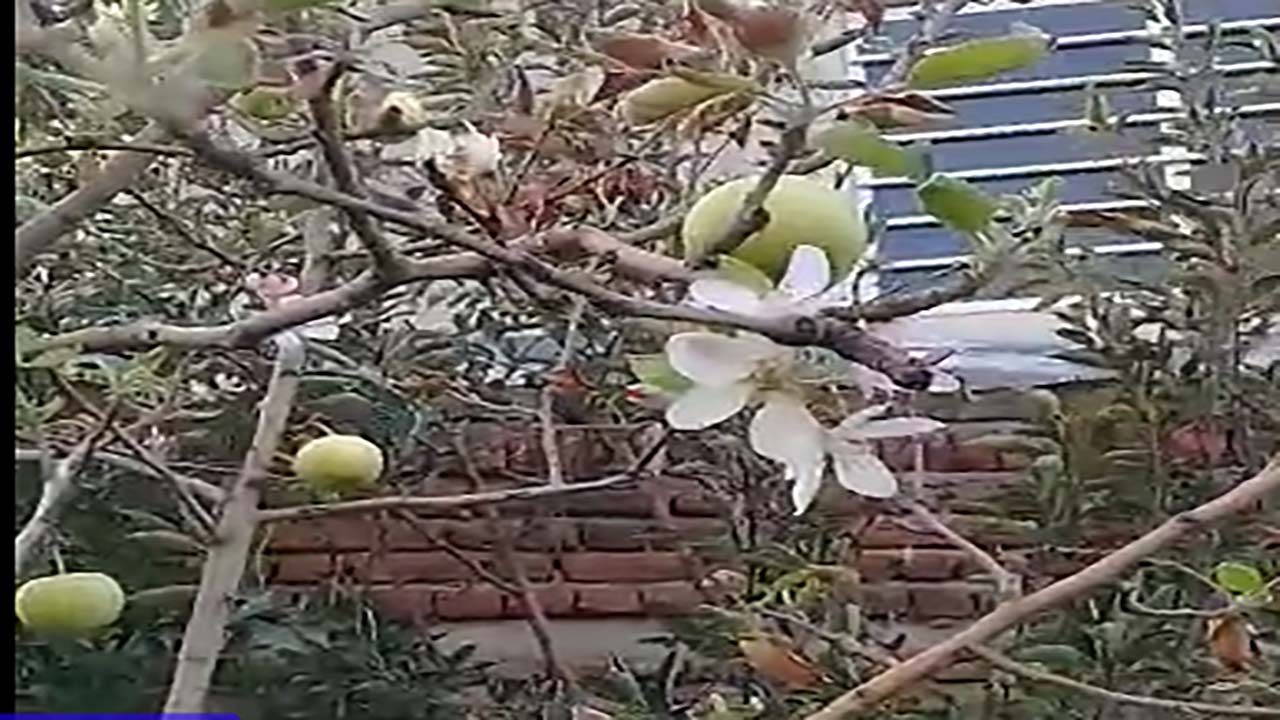 شکوفا شدن دوباره درخت سیب در اردبیل + فیلم