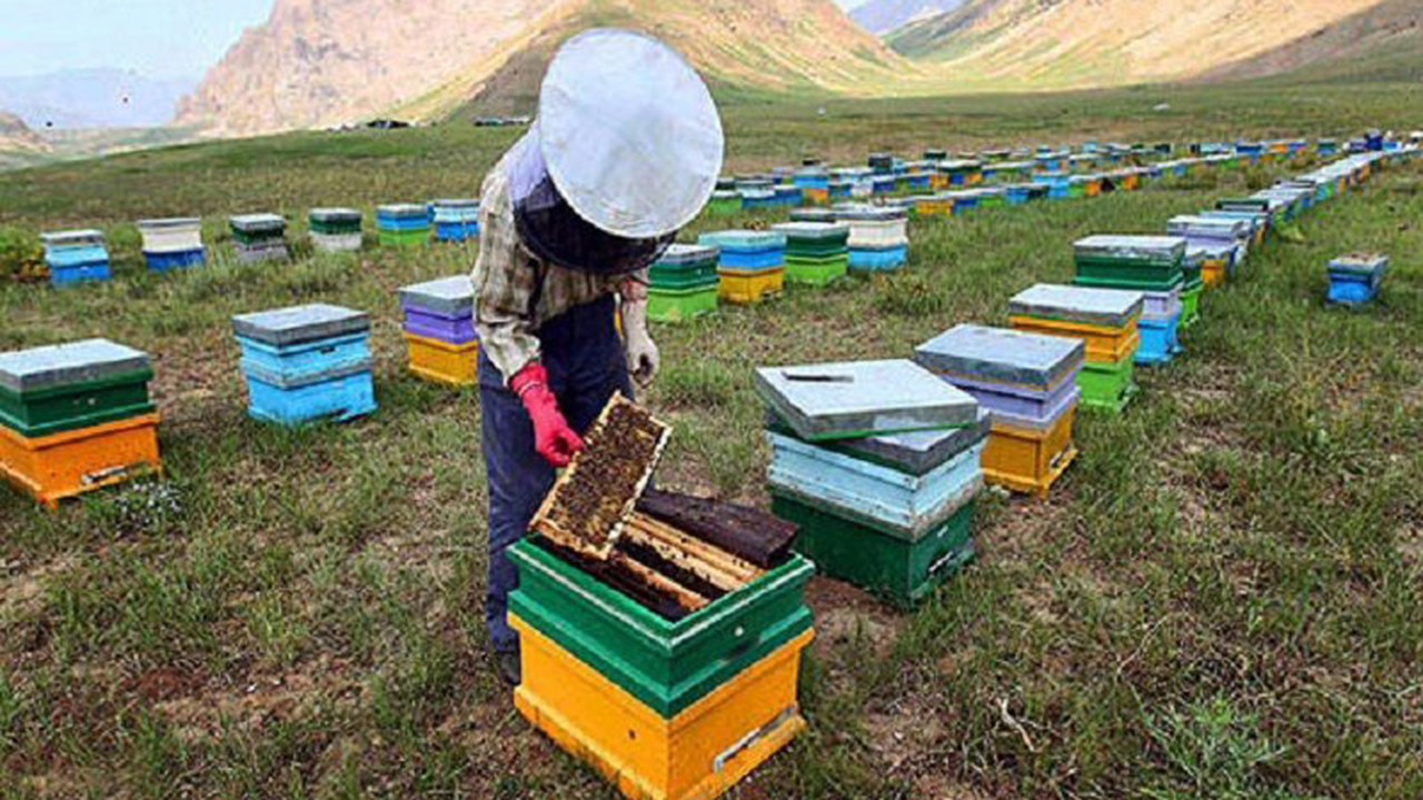 زنبورداران ۱۲۰ هزار کلنی زنبور عسل در خنج فارس مستقر کردند