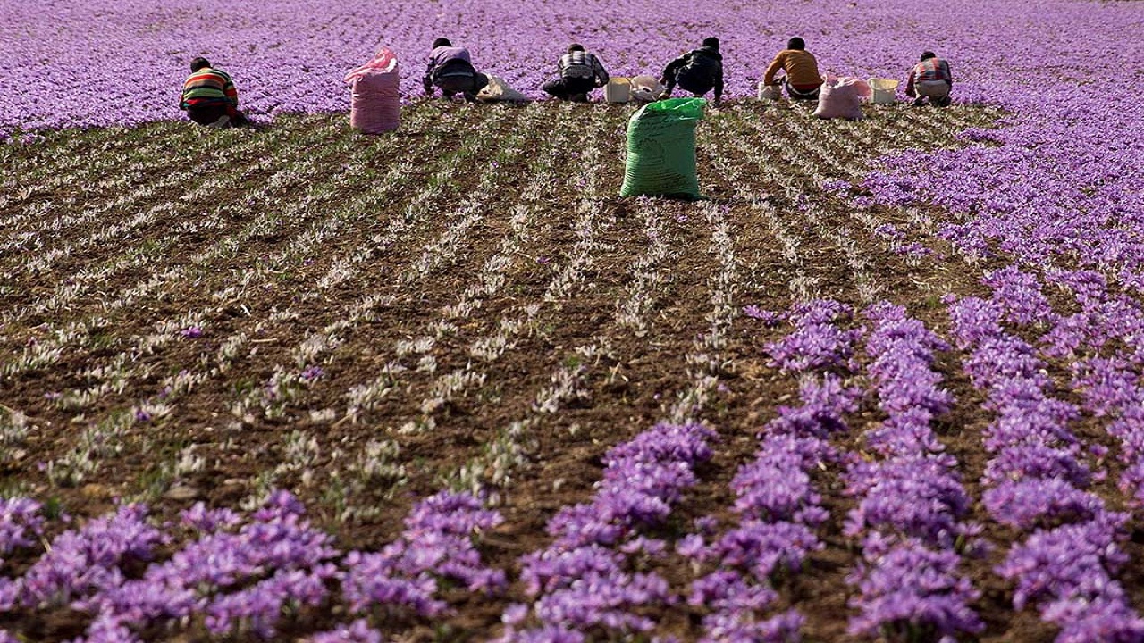 رونق کشاورزی در گچساران با کشت زعفران