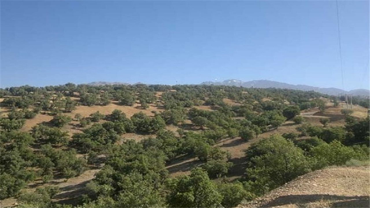 ۳۲ هزار هکتار جنگل دست کاشت در مهران وجود دارد