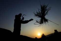 «نشاء کاری» در مازندران