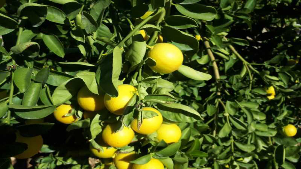 پیش بینی برداشت ۵۲ هزار تن لیموشیرین از باغ‌های هرمزگان