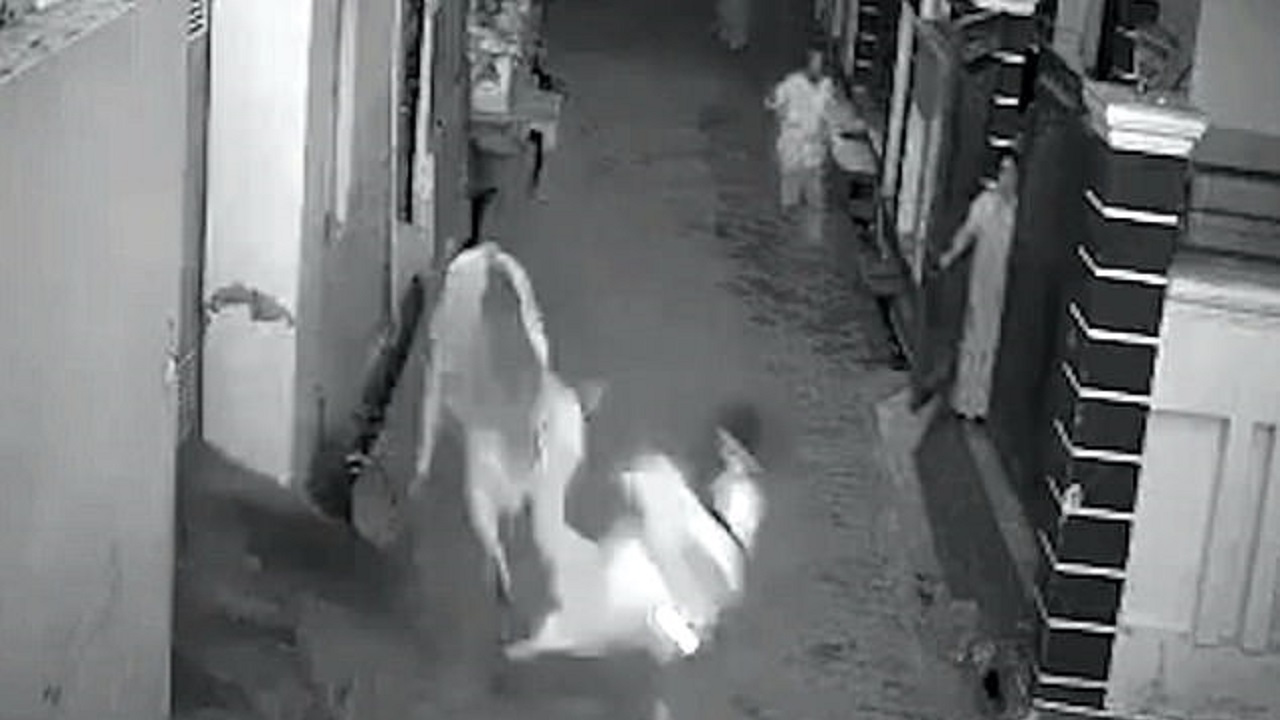 دفاع نوه شجاع از مادربزرگش حین حمله گاو خشمگین