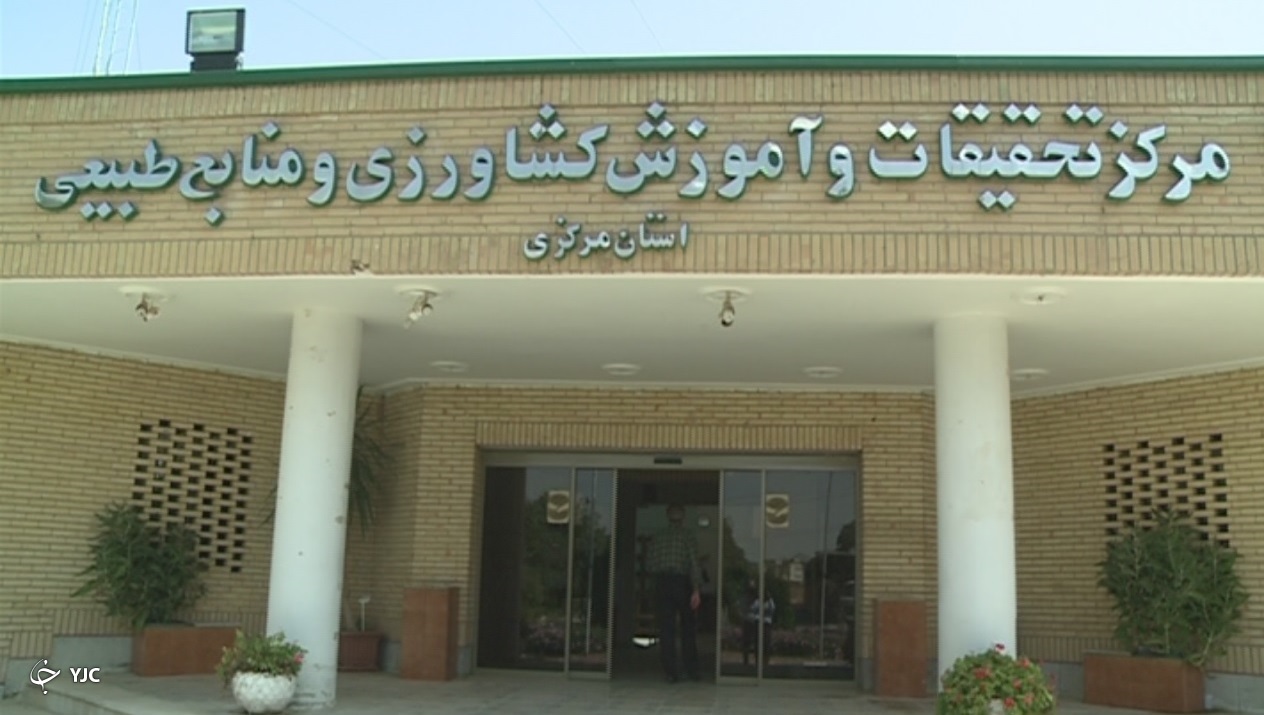 کشت قند گیاهی شیرین&zwnj;تر از قند در اراک