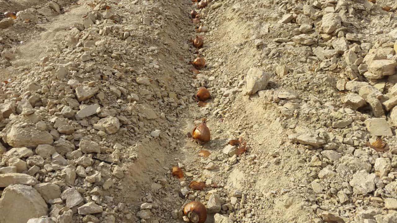 آغاز کشت گل نرگس در ۲۰۰ هکتار از مزارع کازرون/افزایش سطح زیر کشت گل نرگس