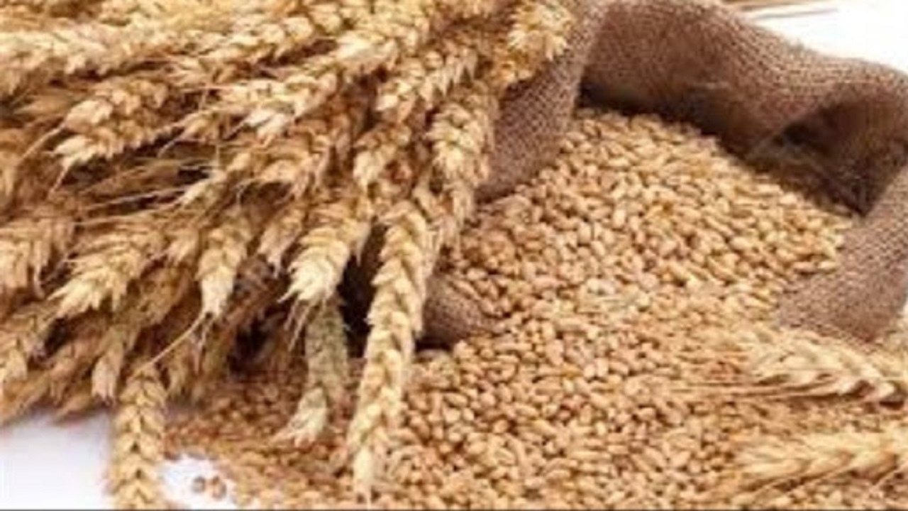 آغاز کشت پاییزه گندم در استان کردستان