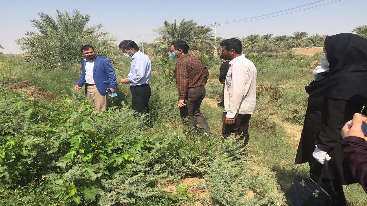 کشت چای ترش اولین بار در ماهشهر