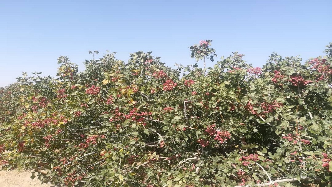 کاهش ٣٠ درصدی تولید پسته در خاتم