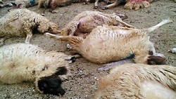 خسارت سیلاب