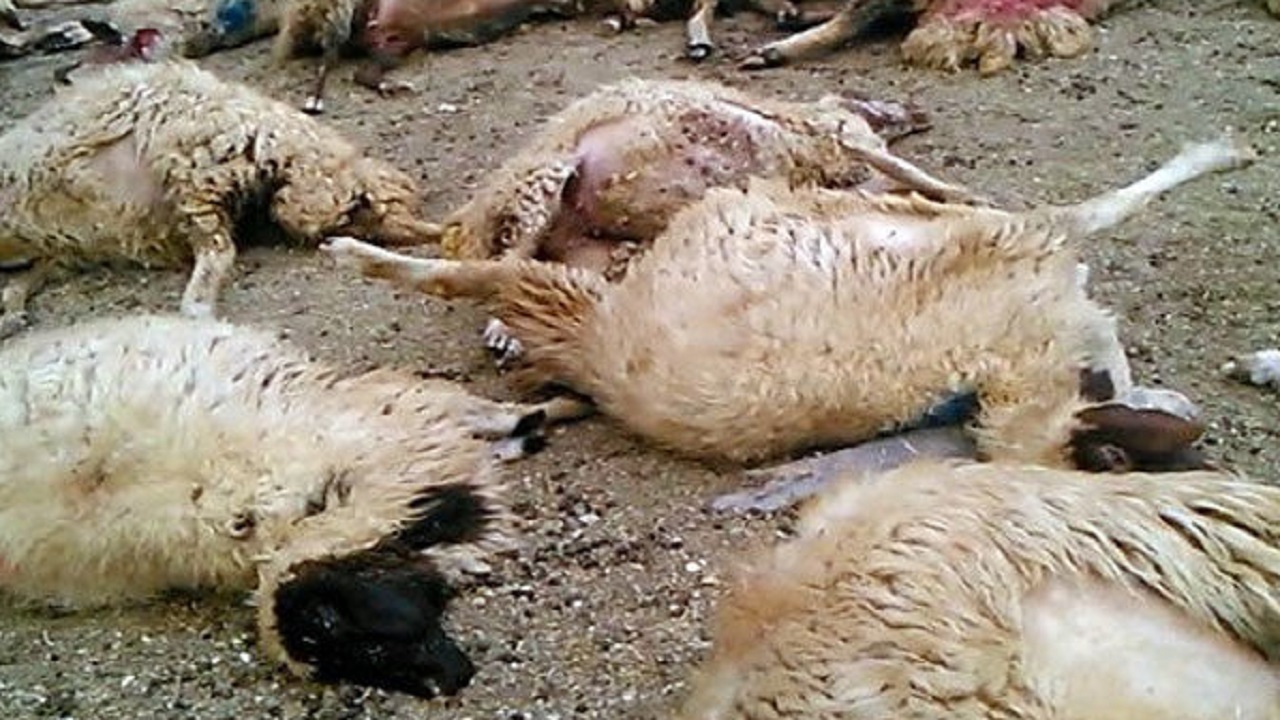 ۵ رأس گوسفند روستای اَلگی بازفت خسارت دید