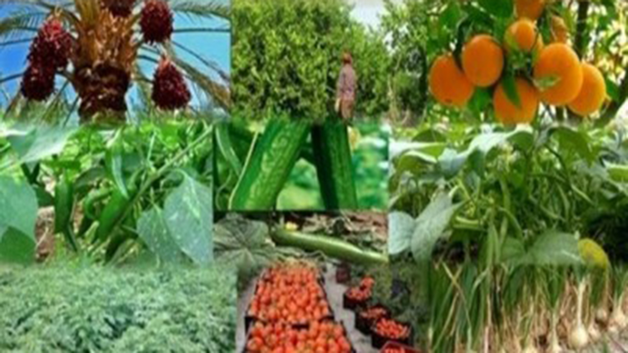 پیش بینی برداشت ۳ میلیون تن محصول باغی در فارس