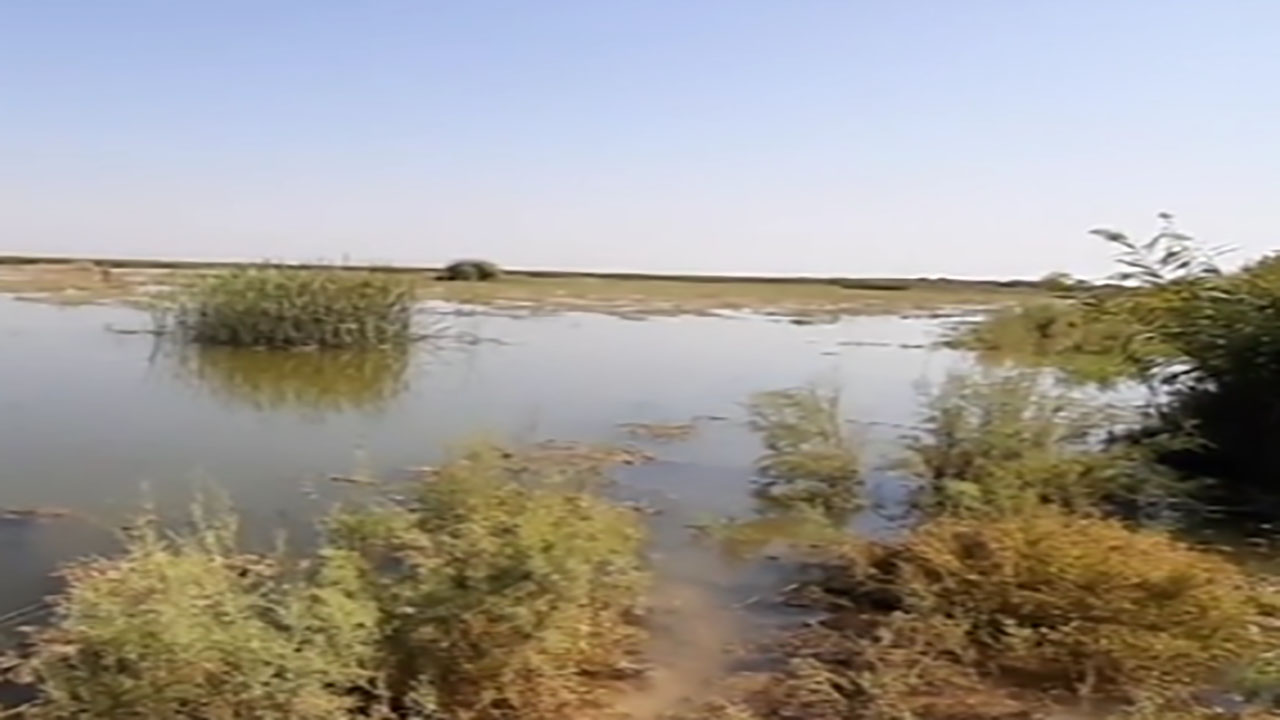 نمایی از تالاب مرزی هورالعظیم در قاب دوربین شهروندخبرنگار + فیلم
