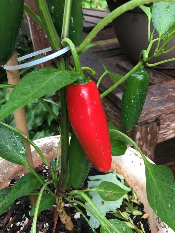 فلفل jalapeño فلفل jalapeño
