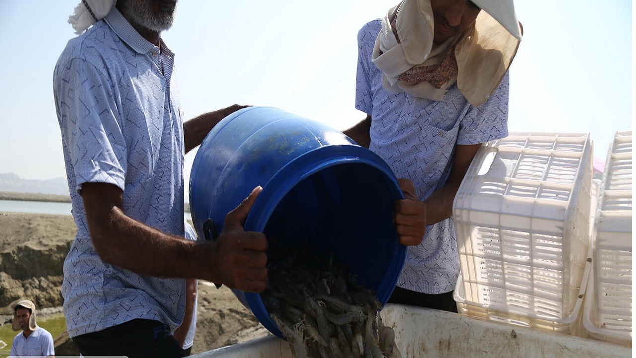 برداشت میگوی پرورشی از مزارع چوئبده