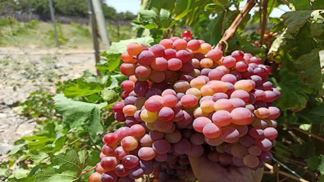 خسارت ۵۰ میلیاردی سرما به باغات انگور کیار