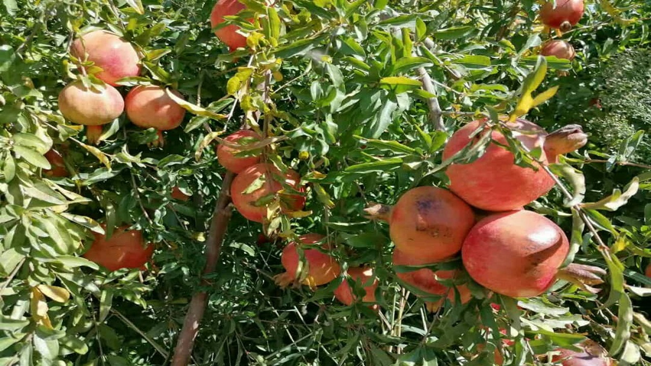 عملیات کیل گیری باغات انار در کیار انجام شد/ ثبت عملکرد ۶۴ تن در هکتار