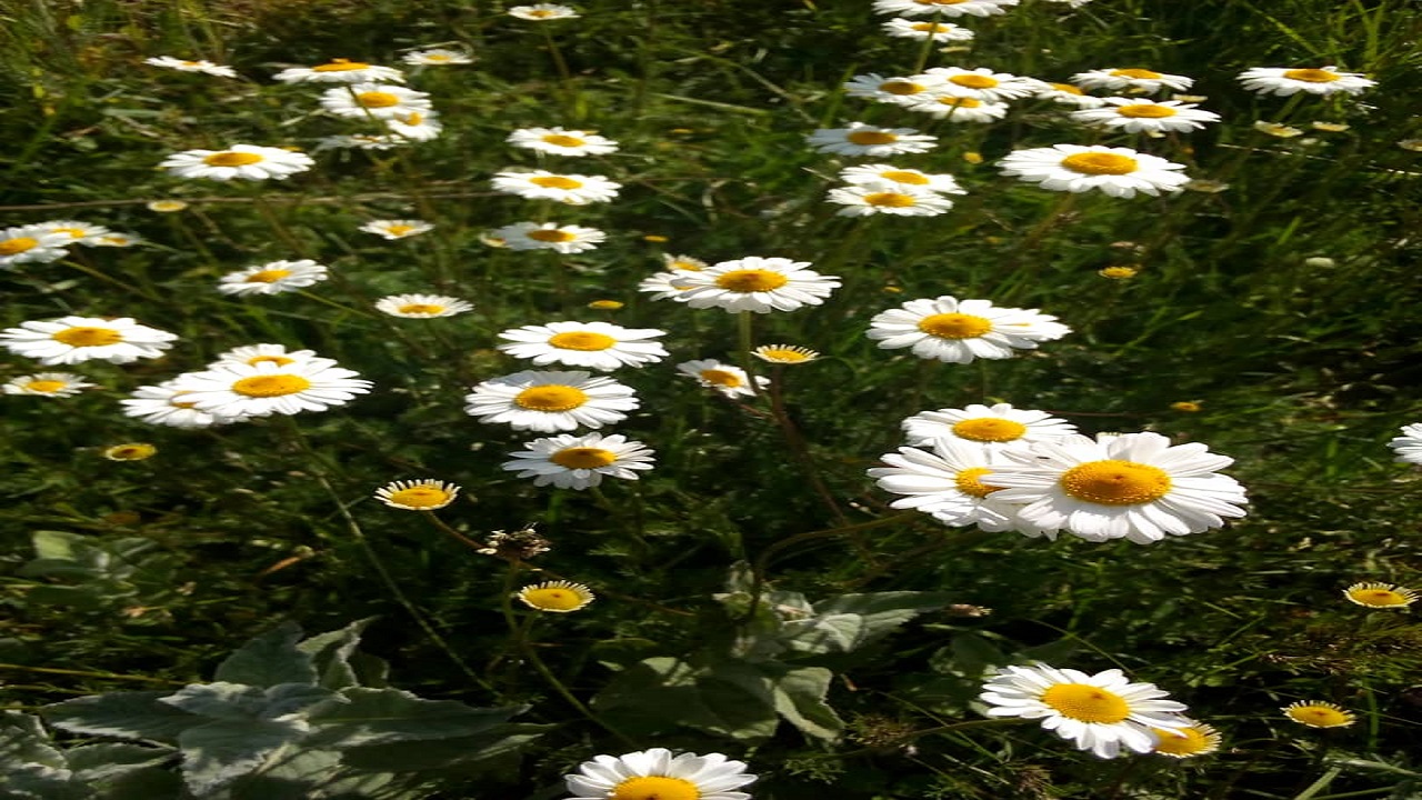 تصاویری زیبا از طبیعت روستای خریون + تصاویر