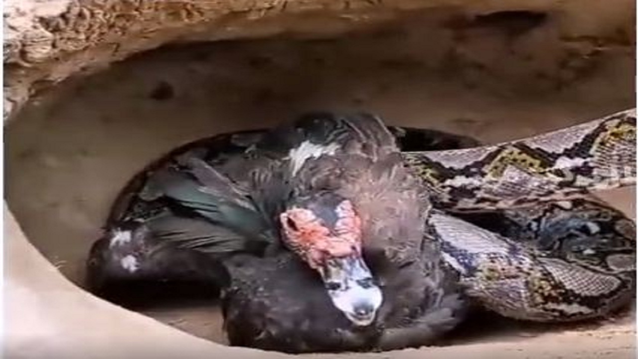 فداکاری مادرانه اردک برای نجات جوجه‌هایش از چنگ افعی قاتل
