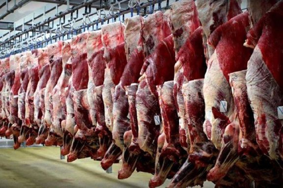 کاهش قیمت گوشت قرمز در آینده نزدیک
