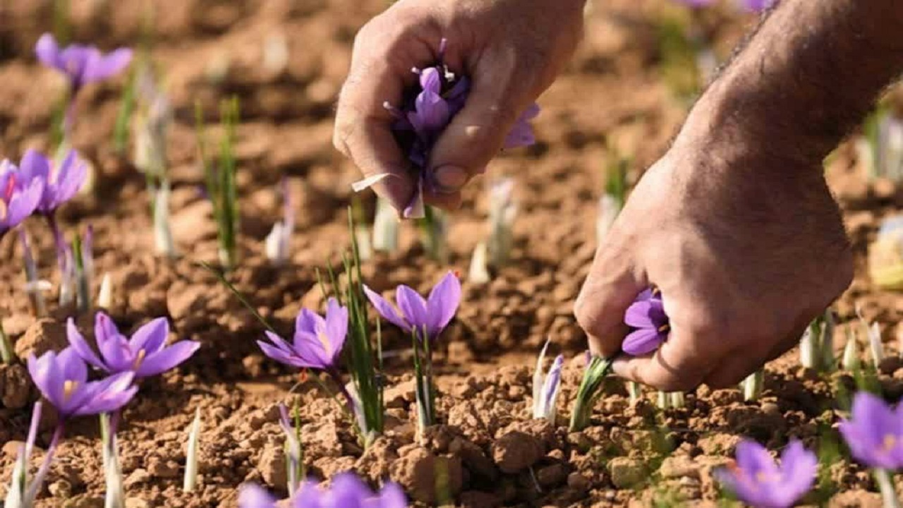 آغاز برداشت طلای سرخ در شهرستان کوهرنگ
