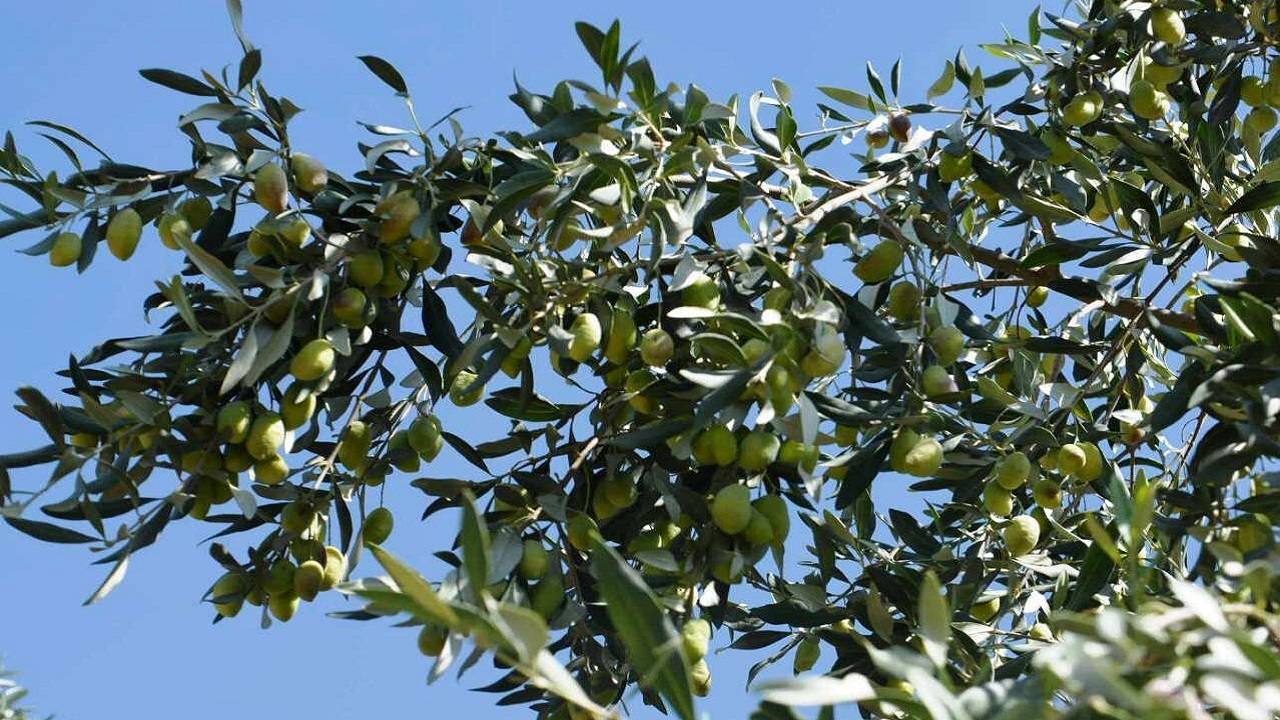 زیتون محصولی بی نظیر برای خطه نهبندان