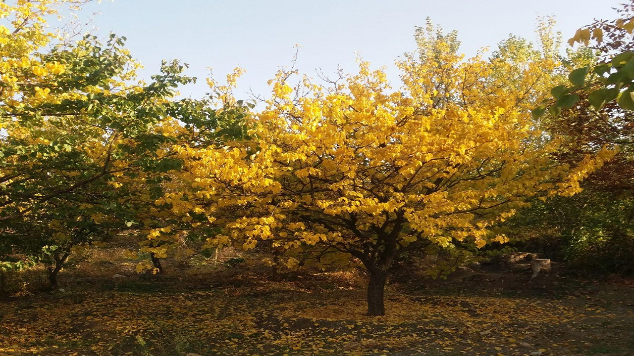 تصاویری از طبیعت جذاب و دیدنی روستای اردکلو