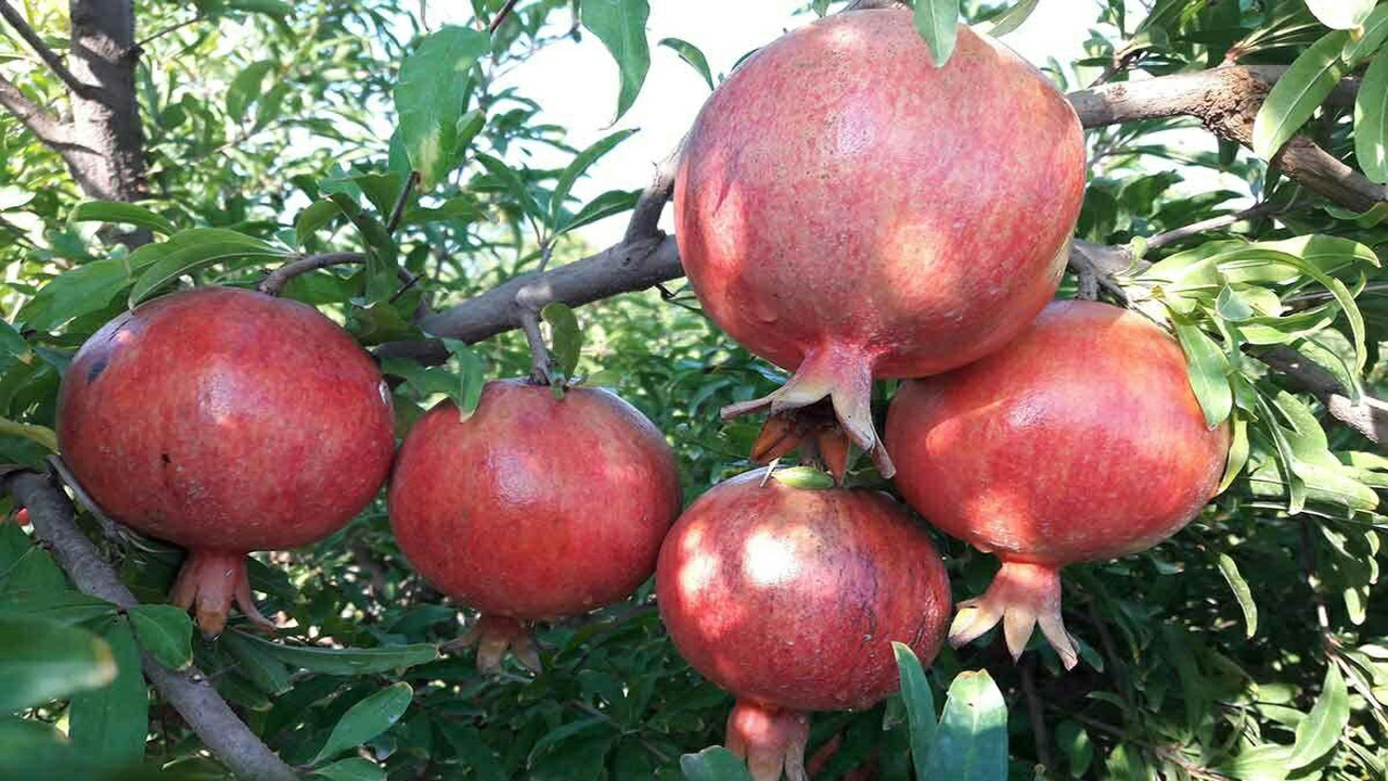 پاشنه آشیل صادرات انار بهشهر به کشور‌های دیگر