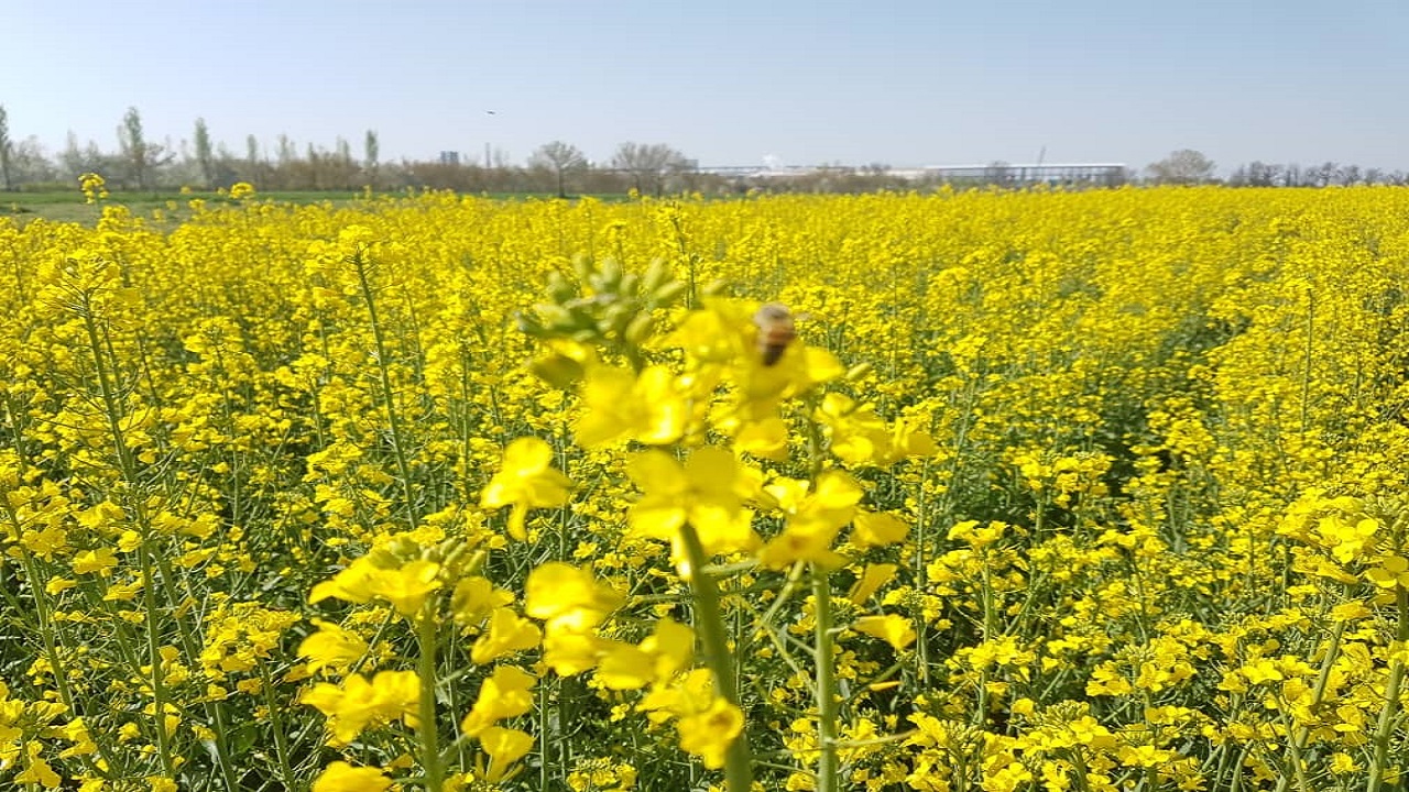 ۶۲۵ هکتار از اراضی البرز زیر کشت کلزا رفت