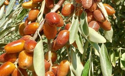 از استان آذربایجان شرقی رتبه اول کشور در تولید سنجد تا عشایری که سهم زیادی در رونق تولید دارند + فیلم