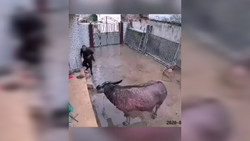 برخورد گوزن با خودرو پس از درگیری شاخ به شاخ با همنوعش + فیلم