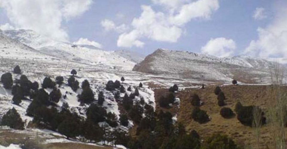 شجره&zwnj;نامه جنگلی خراسان شمالی در تهدید زبانه&zwnj;های آتش