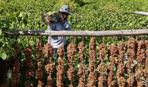 خراسان شمالی خواستگاه فرآوری انگور