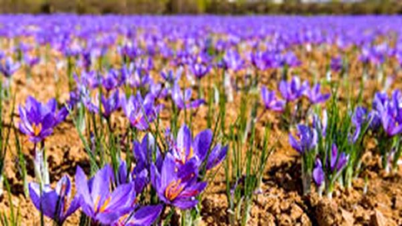 آغاز برداشت طلای سرخ از ۲۲ هکتار از مزارع شهرستان گرمی
