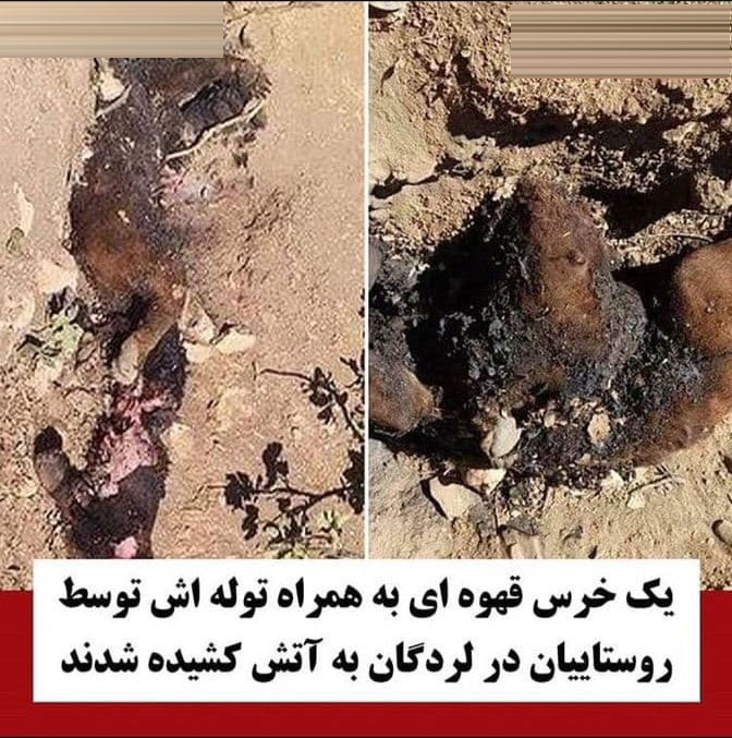 شکار و سوزاندن یک قلاده خرس در چهارمحال و بختیاری + نتیجه پیگیری