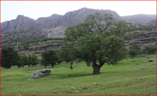 نمک دریا،ماده&zwnj;ای مفید یا سرطان زا؟ /