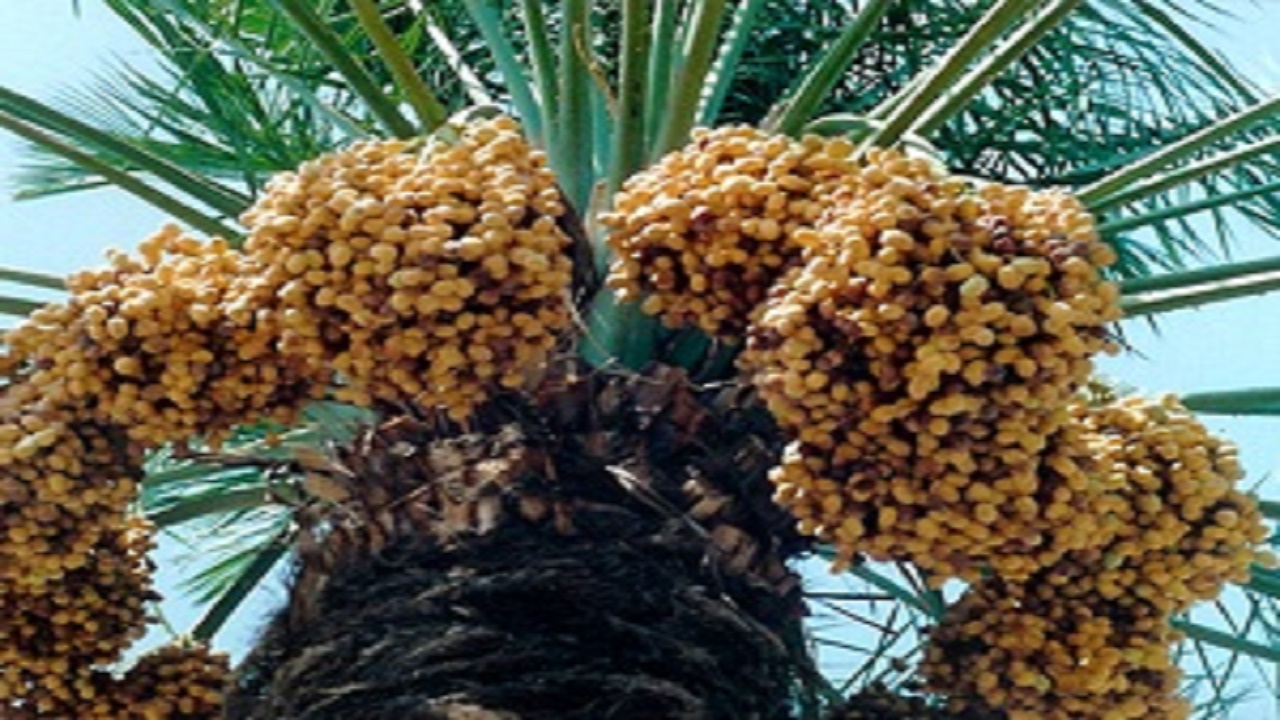 خرید۱.۲ هزار تن خرما برای فرآوری در واحد کنسانتره استان سمنان
