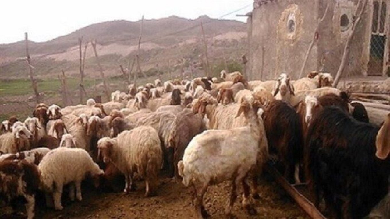 کشف ۴ هزار و ۲۰۰ راس انواع احشام قاچاق در آذربایجان‌غربی