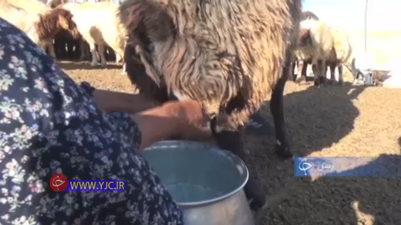 از برداشت نارنگی پیش رس مازندران تا راه اندازی مجدد یک معدن در زرندیه+فیلم