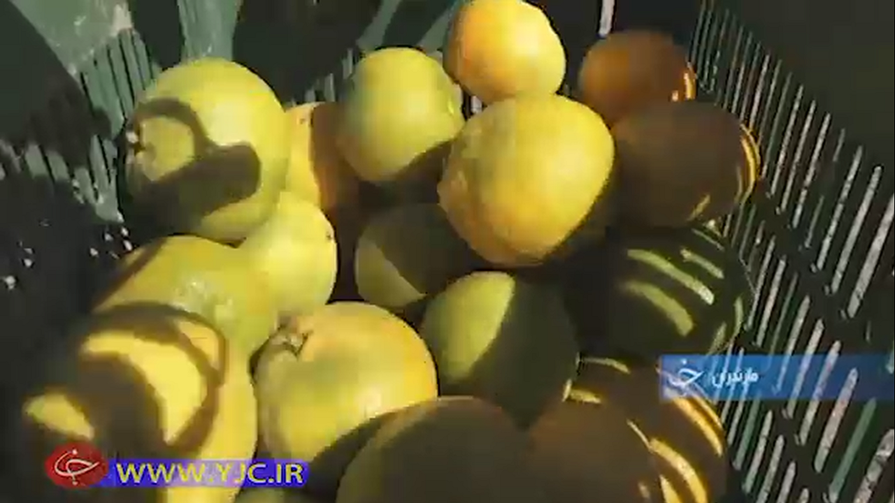 از برداشت نارنگی پیش رس مازندران تا راه اندازی مجدد یک معدن در زرندیه+فیلم