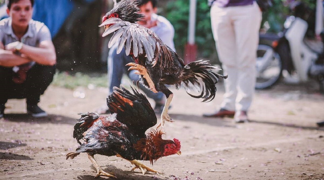 خروس عصبانی، جان رئیس پلیس را گرفت!
