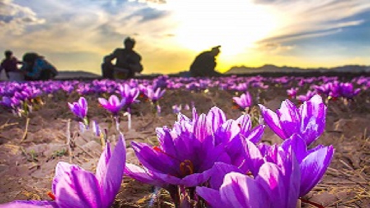 برداشت طلای سرخ از مزارع شهرستان های رزن ودرگزین
