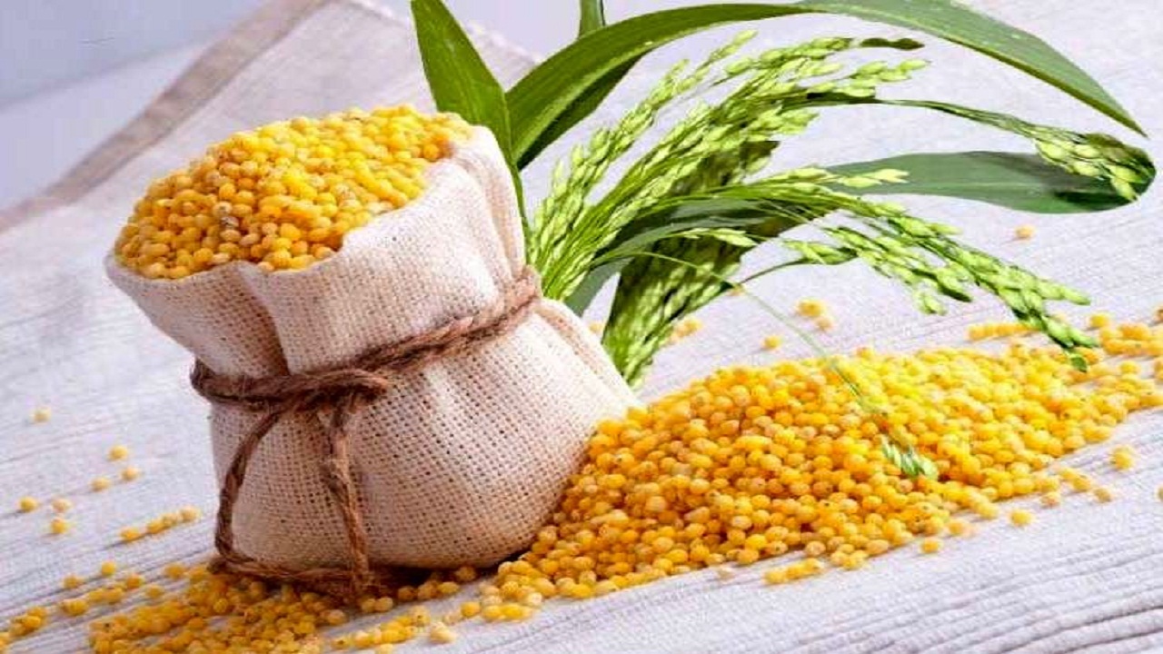 برداشت ۷۰۰ تن دانه ارزن از اراضی کشاورزی بهبهان