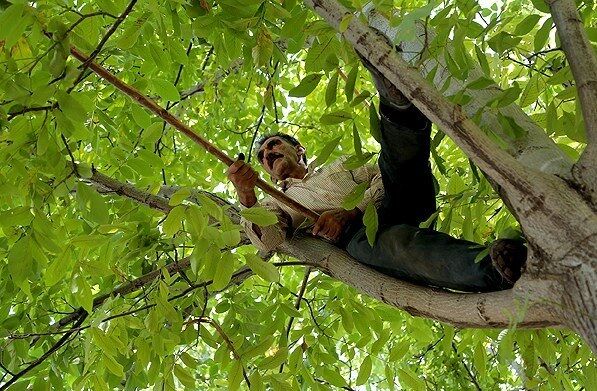 برداشت طلای سبز بدون حتی یک نفر فوتی