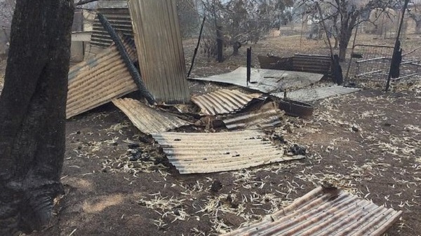 درختی توتی که یک خانه را از آتش نجات داد