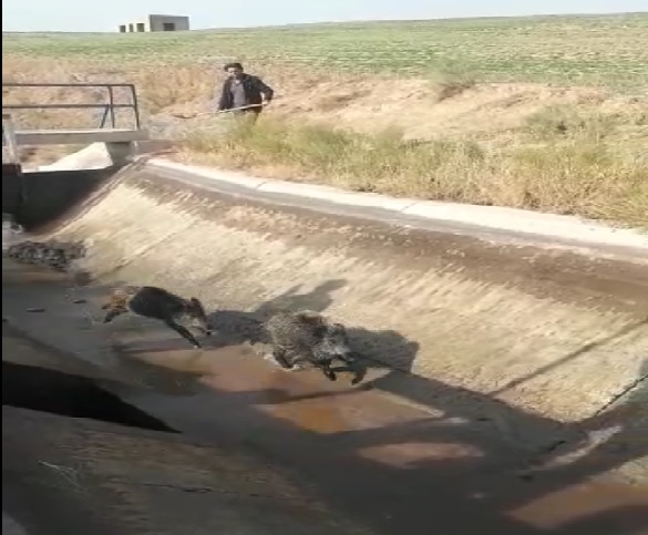 نجات خوک‌های وحشی  از کانال آبرسانی میانه