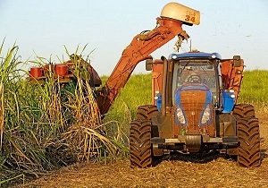 رونق برداشت نیشکر از اراضی کشاورزی خوزستان