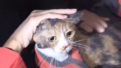 وقوع خوفناک زمین لرزه در یک فروشگاه + فیلم