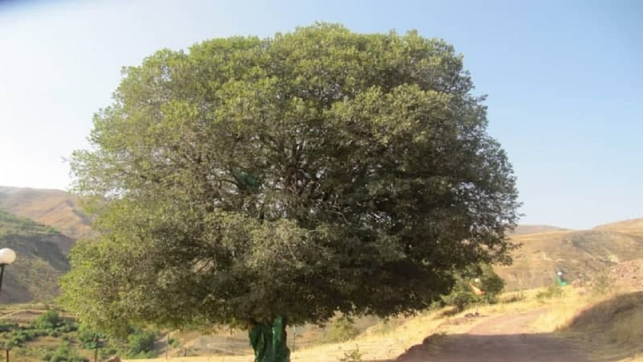 ابلاغ مراتب ثبت ملی ۸ میراث طبیعی به استاندار قزوین